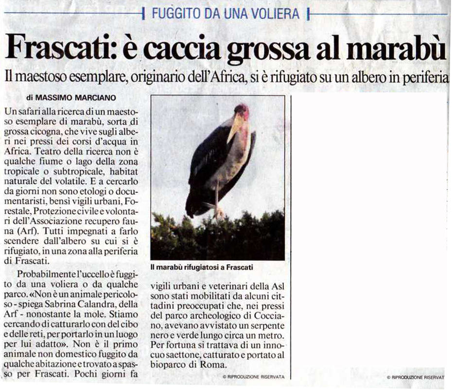 A.R.F. - Associazione Recupero Fauna - Il benessere di una testuggine  terrestre